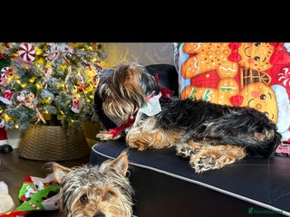 Yorkshire Terrier dogs Yorkshire terrier pure breed - Advert 3