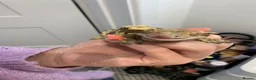 Gecko reptiles for sale: Male crested gecko  in Hertford - Advert 3