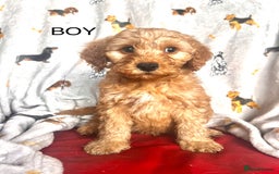 Cockapoo dogs for sale: Quality F1 Cockapoo Puppies GIRLS Various pricing  - Image 11