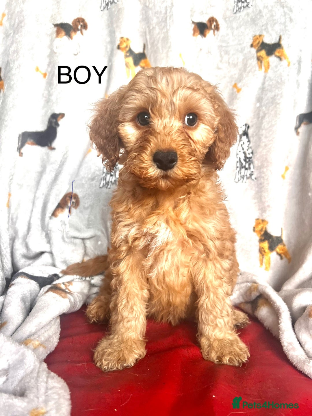 Cockapoo dogs for sale: Quality F1 Cockapoo Puppies GIRLS Various pricing  - Image 11