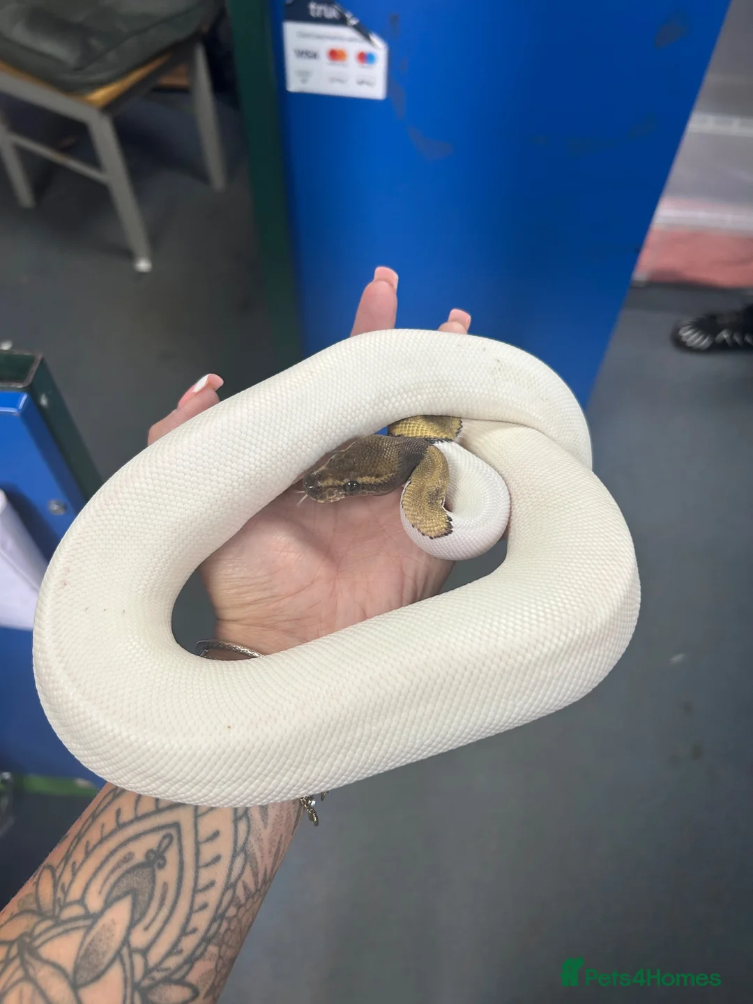 Python Snake reptiles for sale: Pie Ball Python - 2 years old - Advert 2