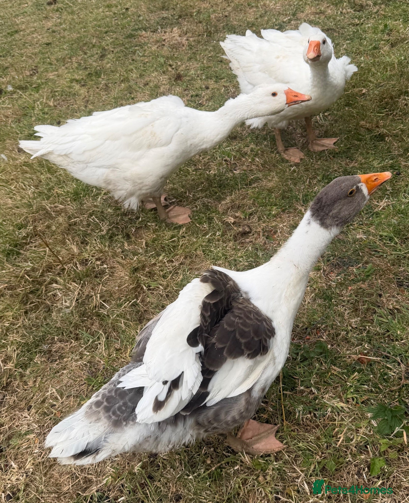 Geese poultry Young geese and ducks available  - Advert 1