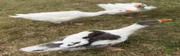 Geese poultry for sale: Young geese and ducks available  - Advert 1