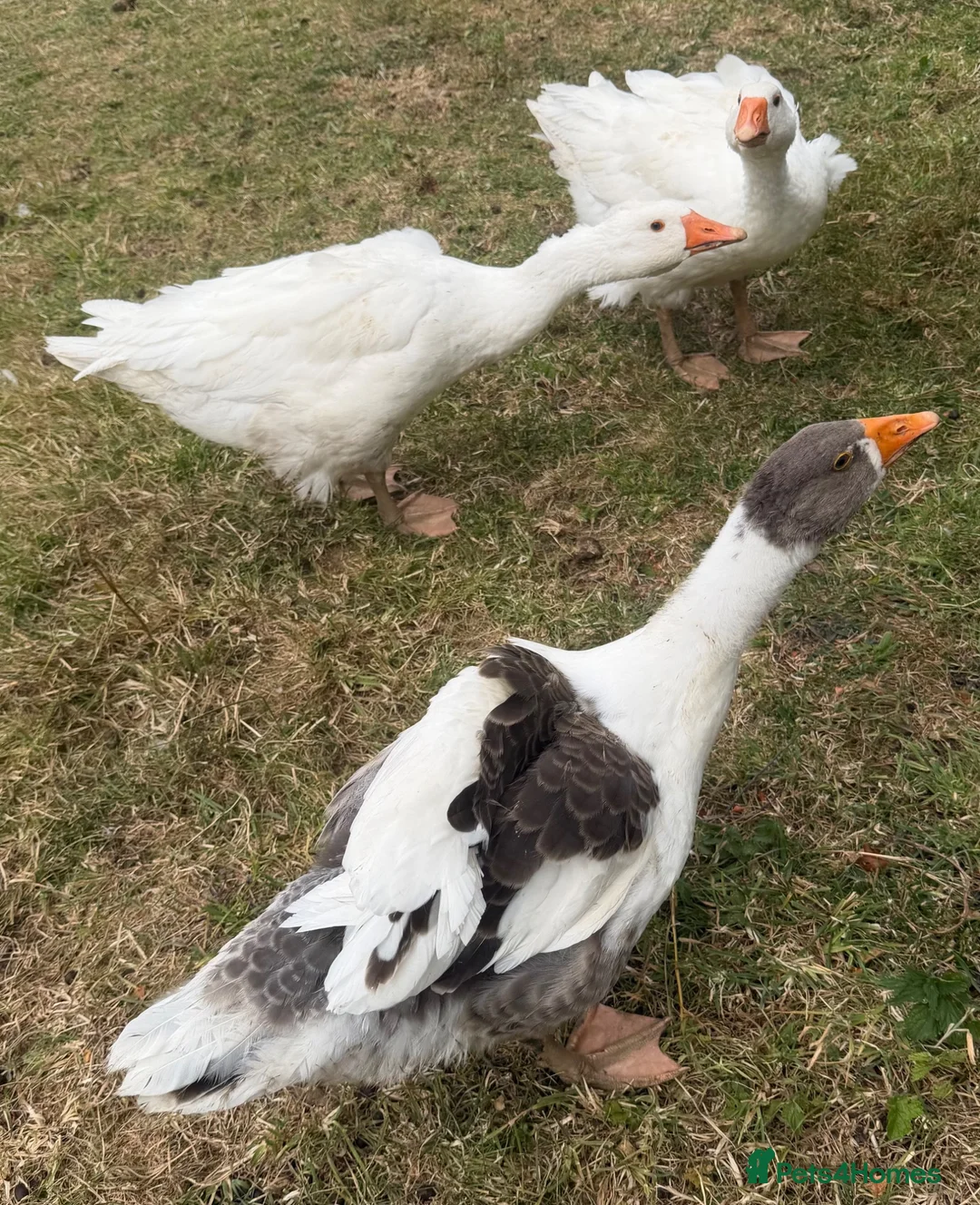 Geese poultry for sale: Young geese and ducks available  - Advert 1