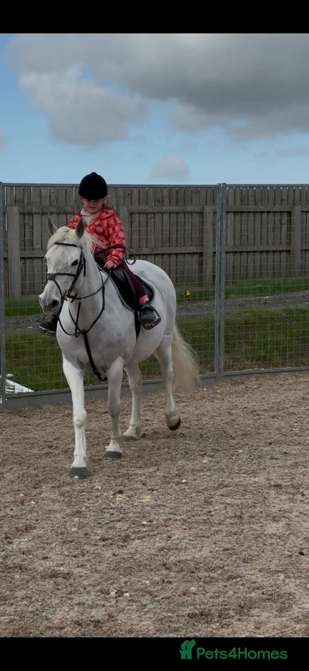Connemara horses for sale: real life Unicorn. Every mothers dream pony. - Advert 4