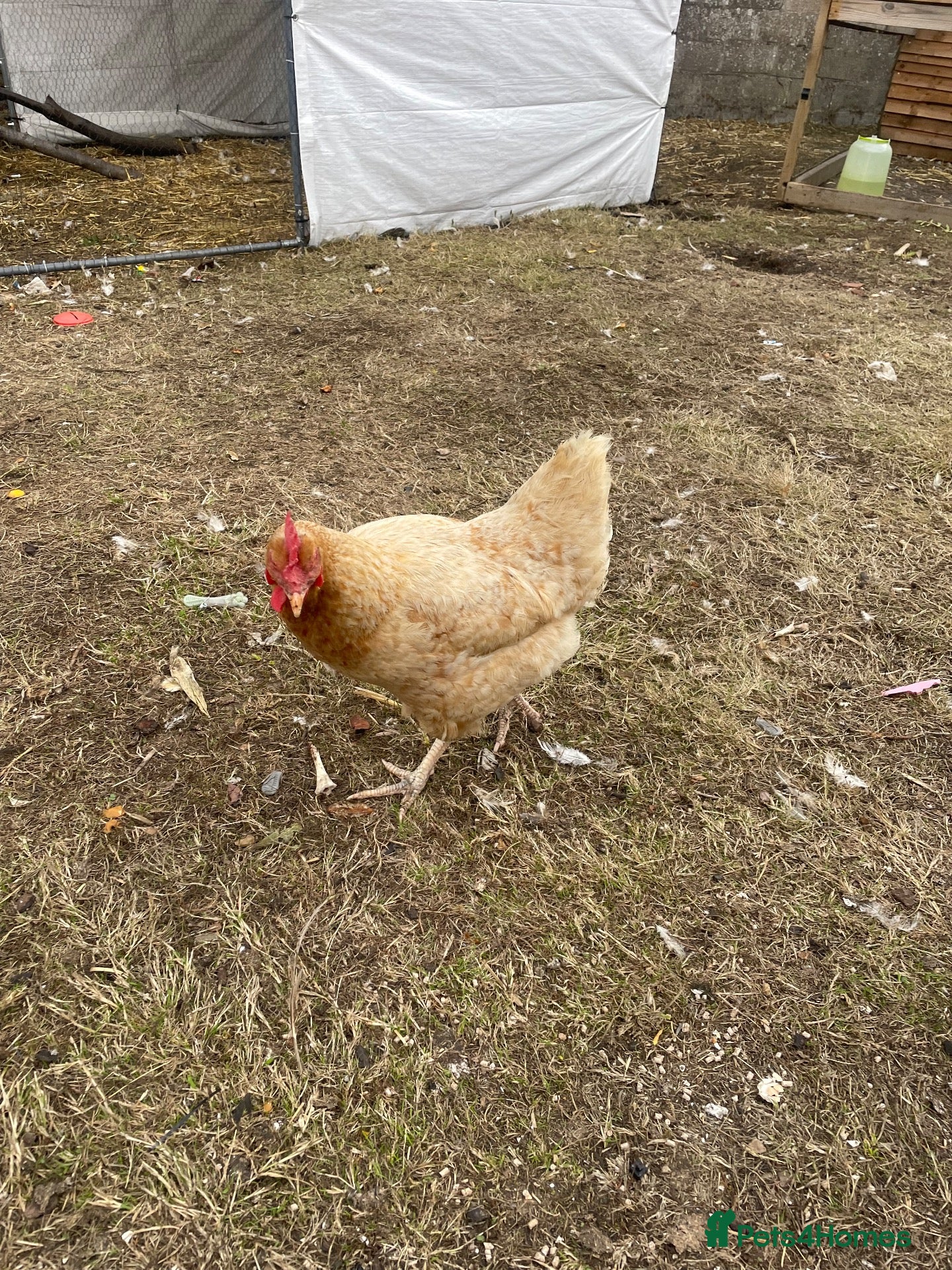 Chickens poultry Laying hens + other Chickens for Sale  - Advert 14