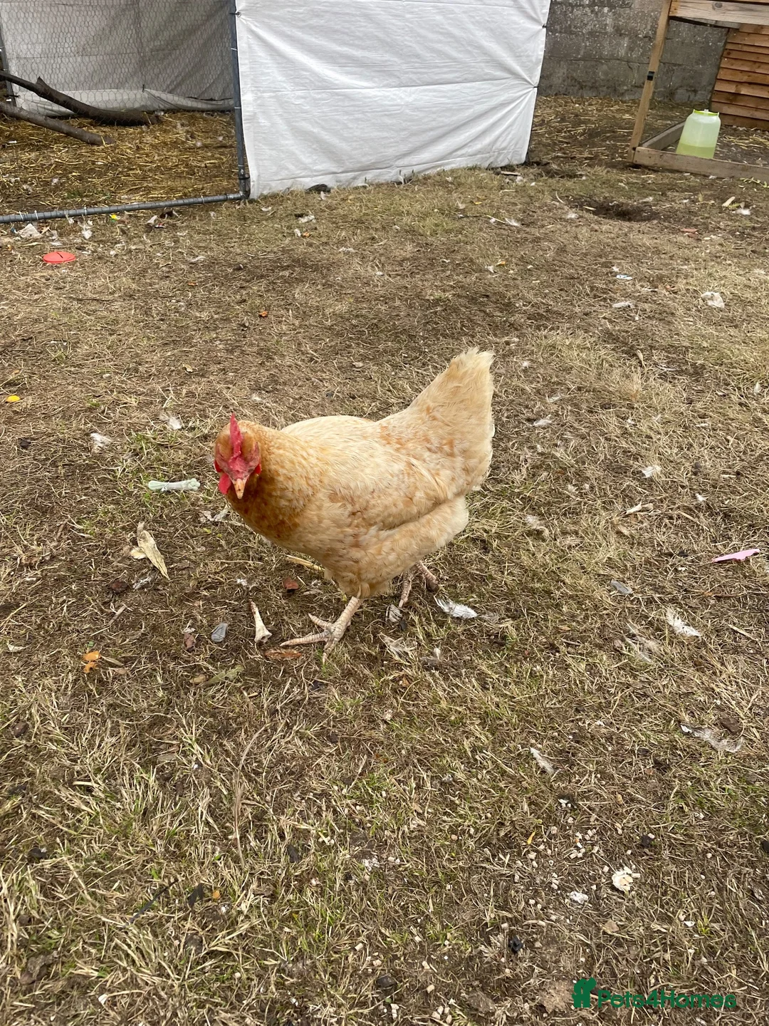 Chickens poultry for sale: Laying hens + other Chickens for Sale  - Advert 1