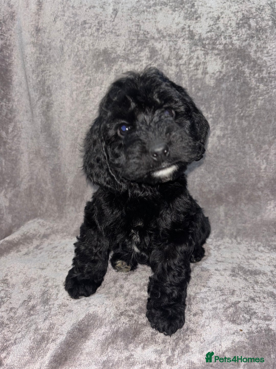 Cockapoo dogs for sale: Gorgeous Cockapoo Puppies  - Advert 28