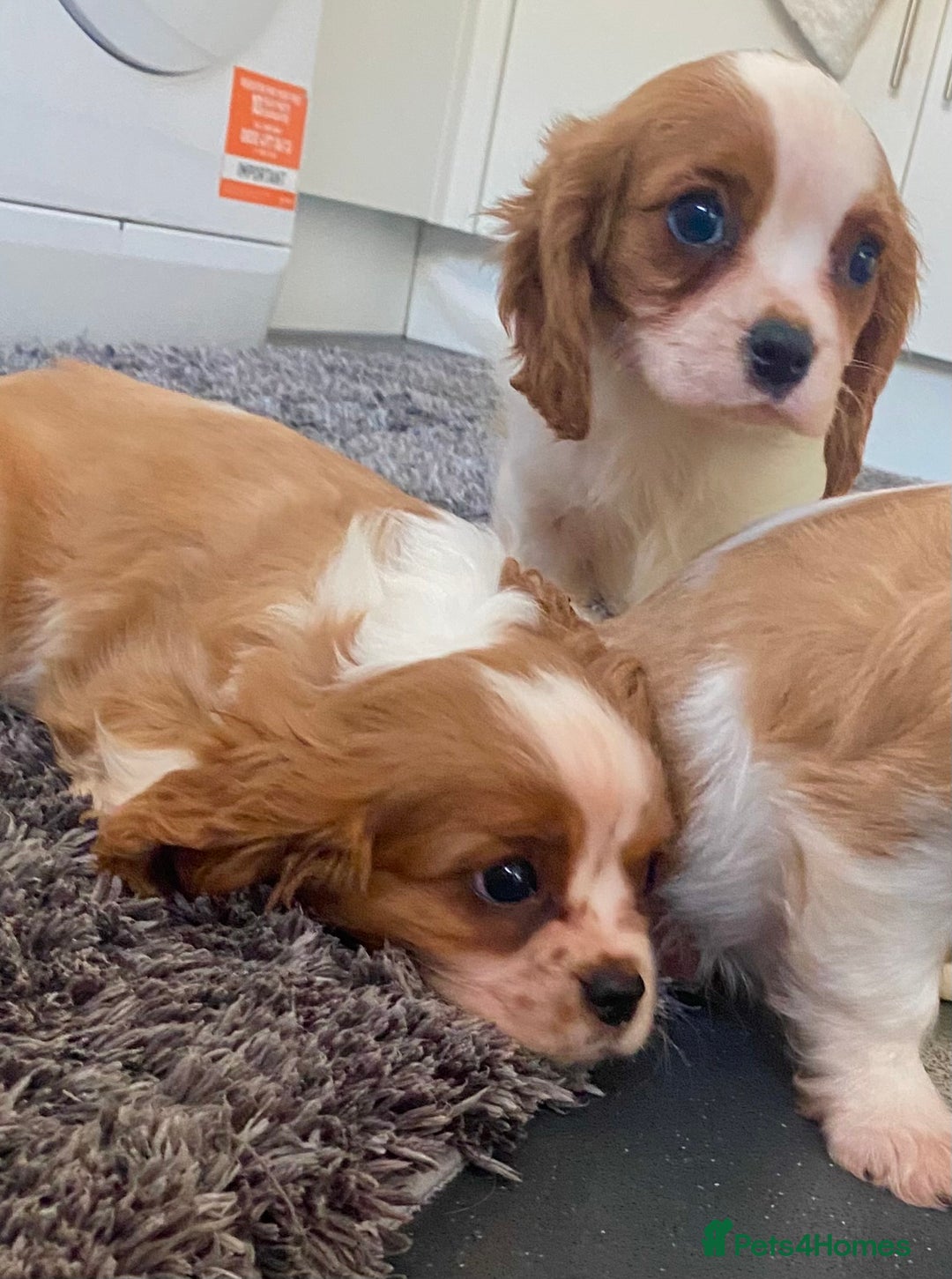 Cavalier King Charles Spaniel dogs for sale: Beautiful litter of King Charles Cavaliers - Image 16