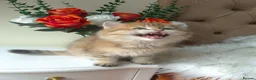 British Longhair cats for sale: British Longhair/Shorthair black golden shaded  - Advert 27