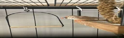Finches birds for sale: Zebra Finch breeding pair and 2 x female juveniles - Advert 10