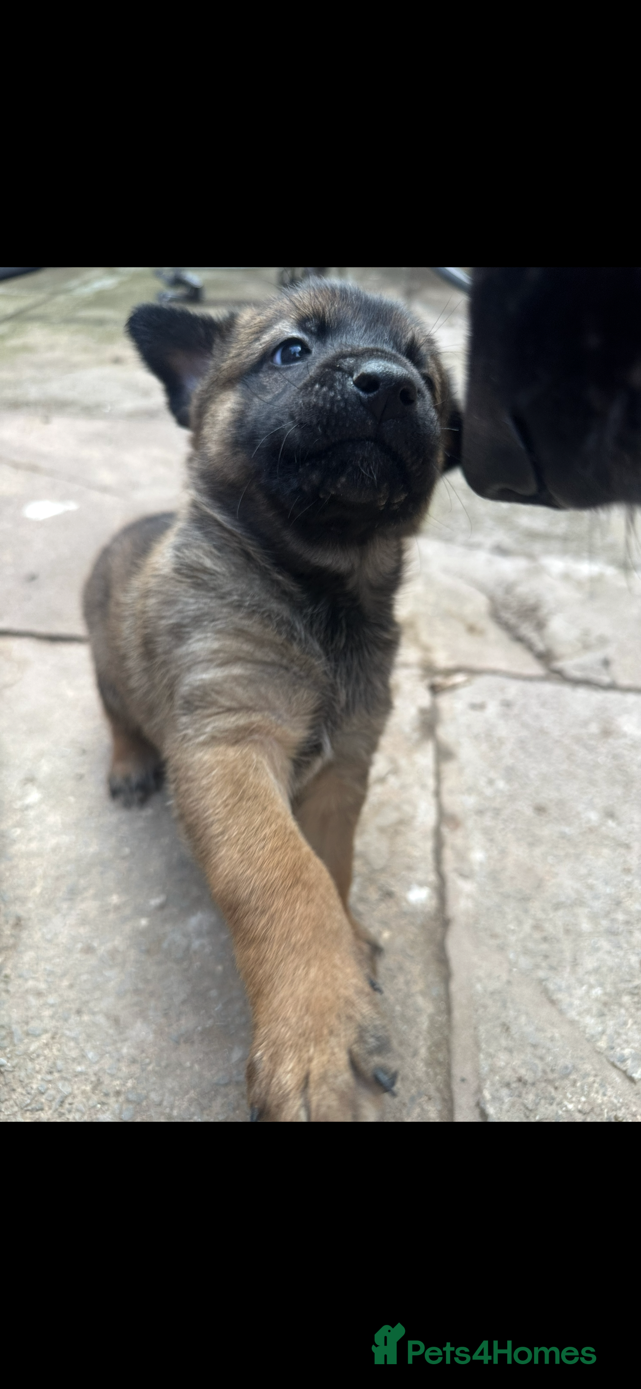 Belgian Shepherd Dog dogs Belgian Malinois pups  - Advert 2
