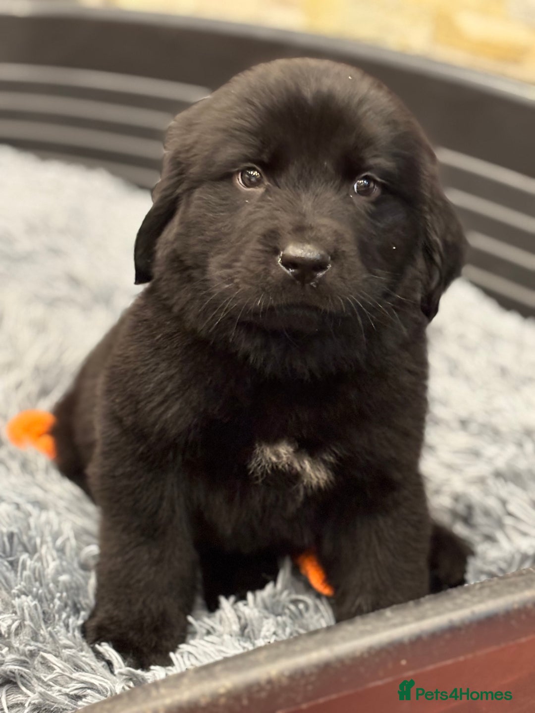 Newfoundland dogs for sale: Newfoundland puppies - Image 14