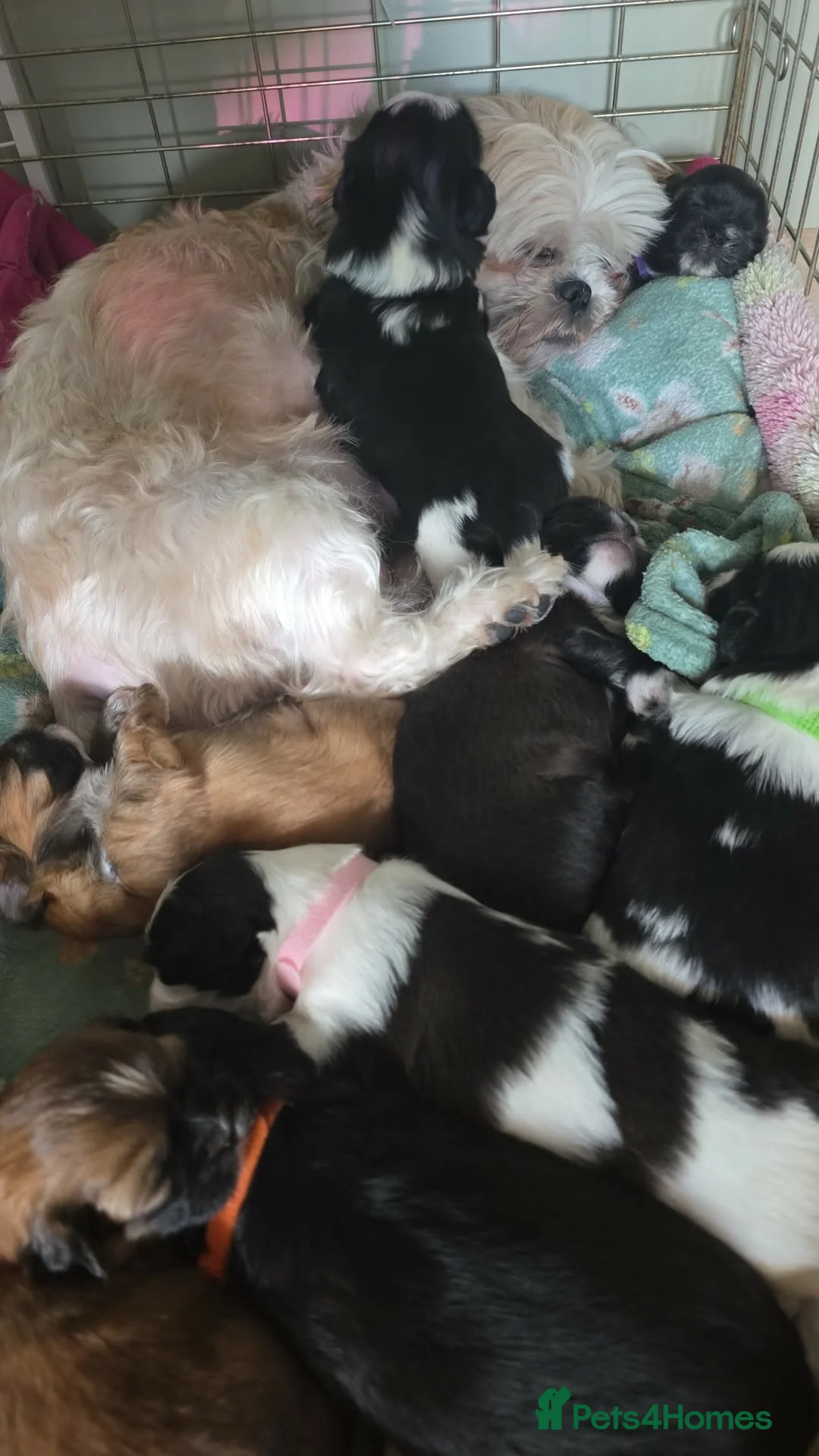 Shih Tzu dogs for sale: Puppy in Walsall - Advert 18