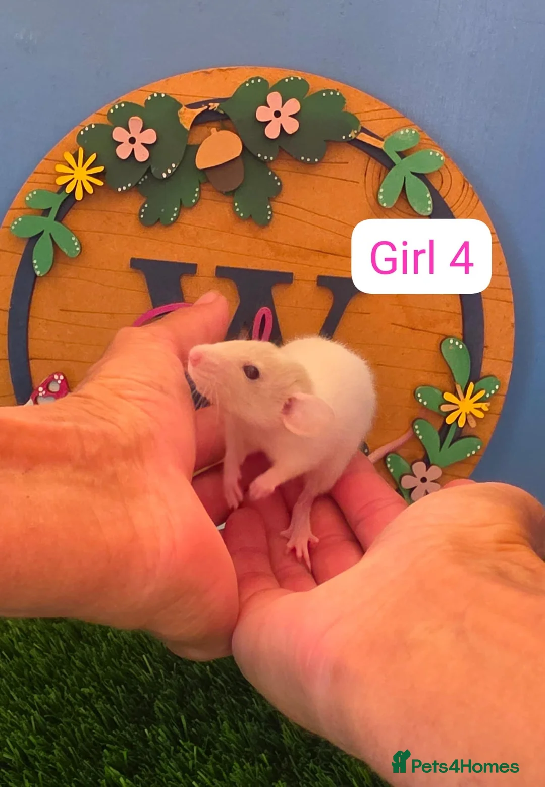 Rat rodents for sale: Baby Dwarf Rats Boys Girls  - Advert 10