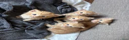 Mixed Breed cats for sale: Gorgeous ginger male kittens  in Falmouth - Advert 2