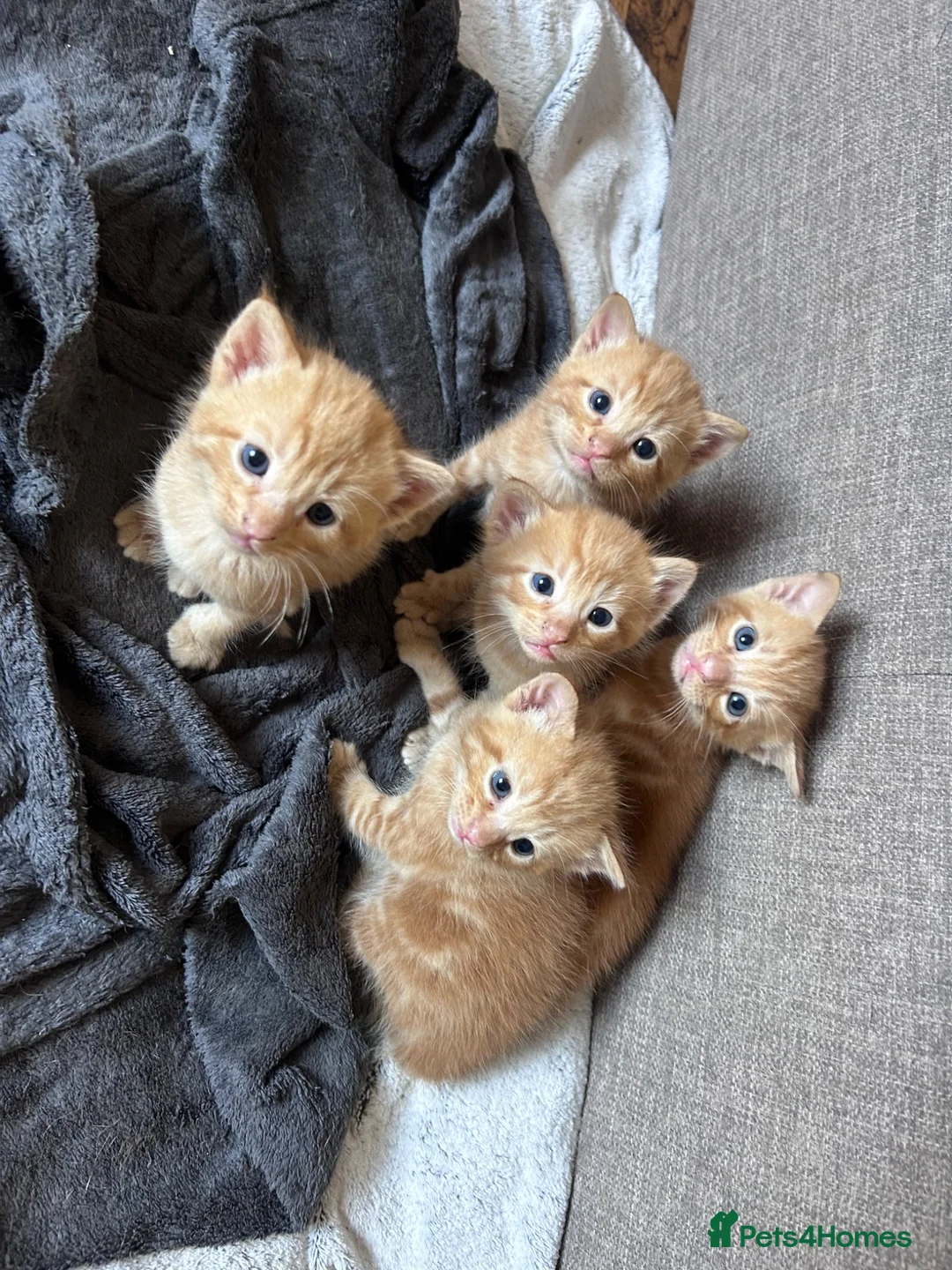 Mixed Breed cats for sale: Gorgeous ginger male kittens  in Falmouth - Advert 2