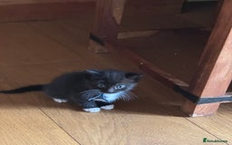 Mixed Breed cats for sale: British shorthair/ Ragdoll cross - Image 3