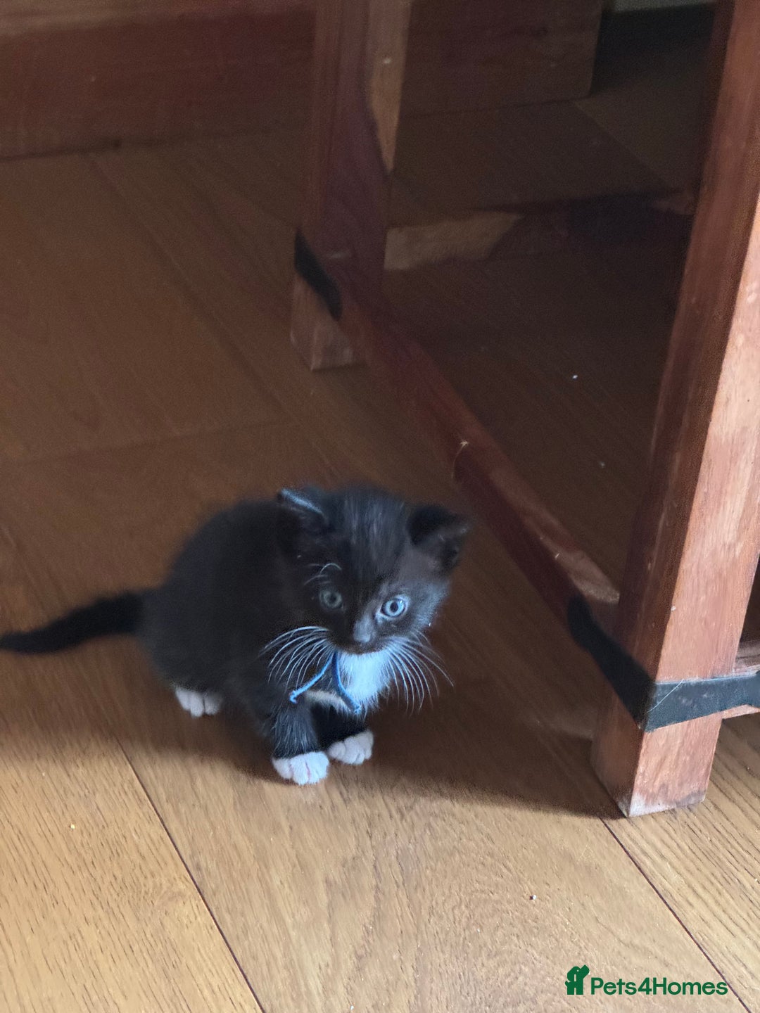 Mixed Breed cats for sale: British shorthair/ Ragdoll cross - Image 3
