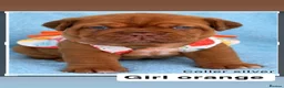 Dogue De Bordeaux dogs for sale: Stunning Dogue de Bordeaux puppies - Advert 3