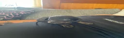 Chiweenie dogs for sale: Chiweenie - Advert 7