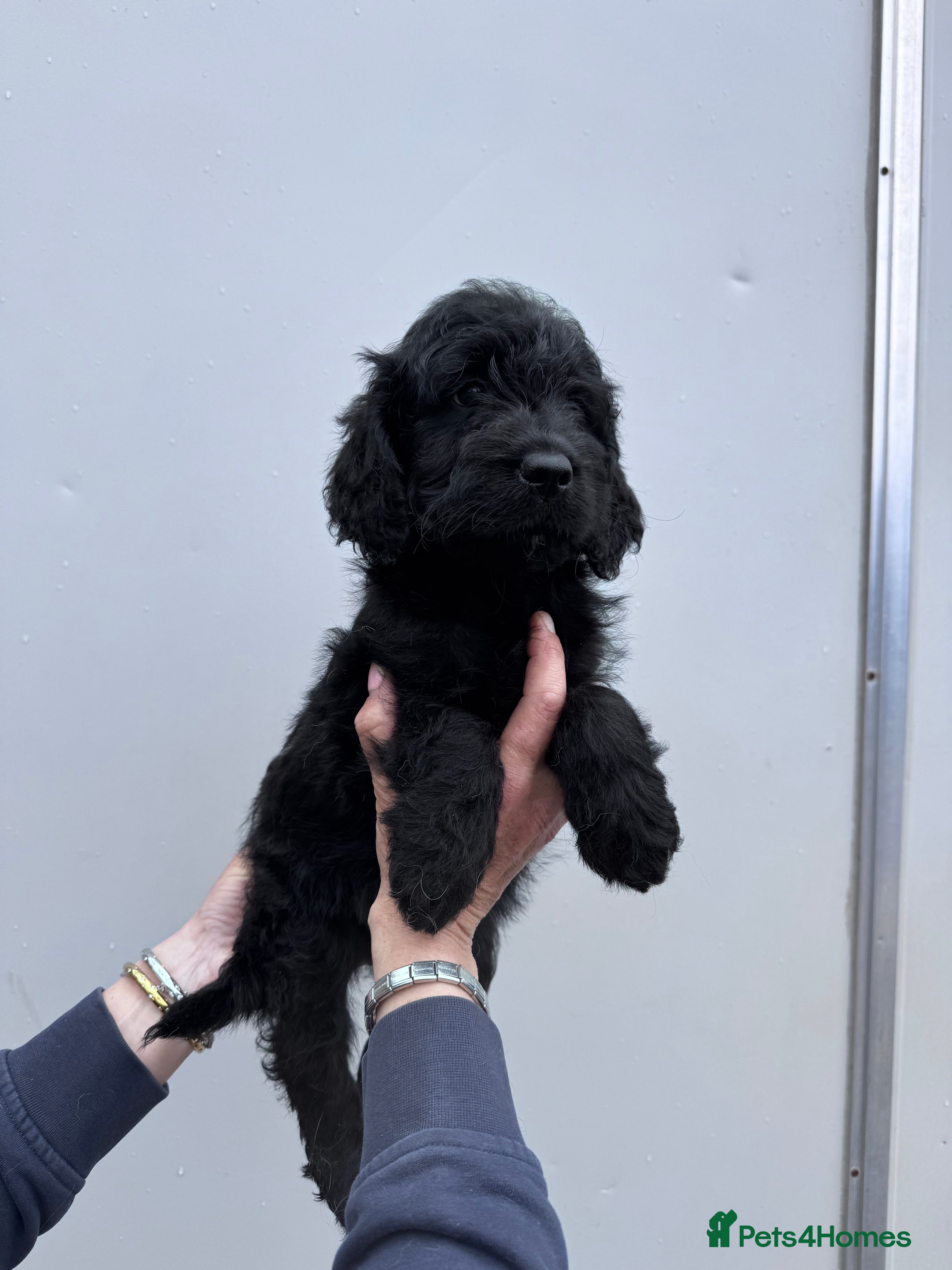 Mini Goldendoodle dogs for sale: F1 mini golden doodles - Advert 7