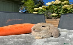 French Lop rabbits for sale: 🤍Pure Bred Giant French Lop Babies🤍 - Image 3