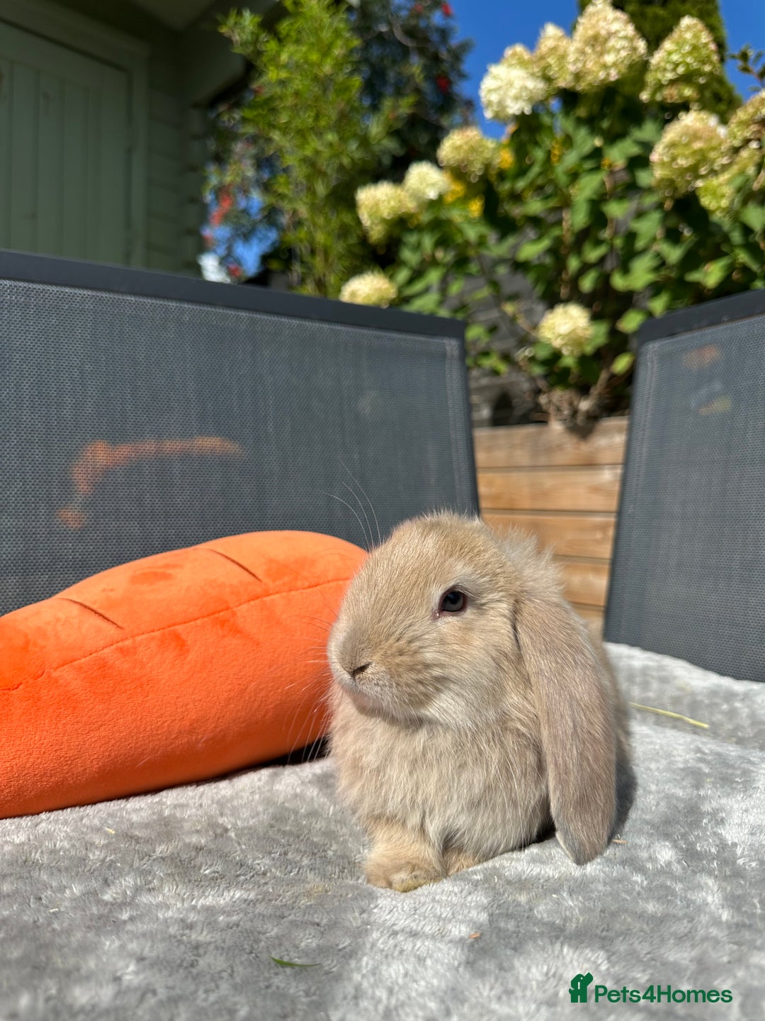 French Lop rabbits for sale: 🤍Pure Bred Giant French Lop Babies🤍 - Image 3