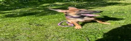 Mixed Breed dogs for sale: Doberman x Malinois x German Shepherd Puppies  - Advert 21