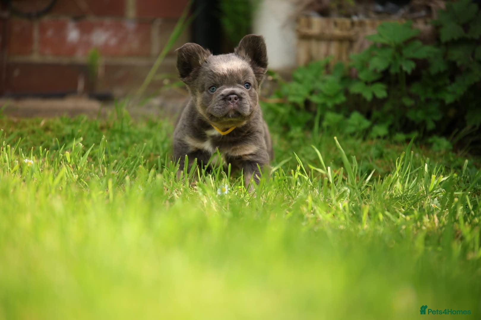 French Bulldog dogs French bulldog puppies  - Advert 2