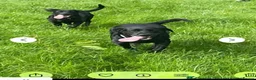 Labrador Retriever dogs for sale: Black male lab pup - Advert 2