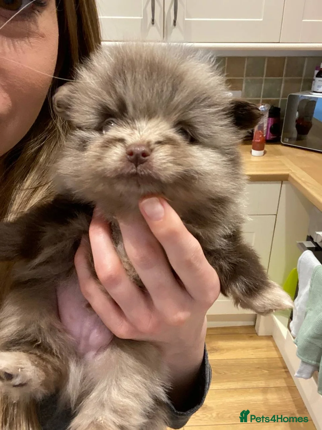 Pomeranian dogs for stud: STUD Chocolate and Tan Merle Blue Eyes Puppy Size in Guildford - Advert 23