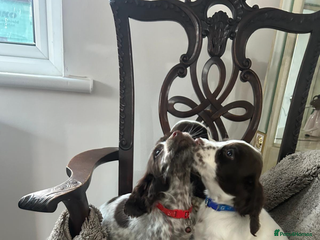 Cocker Spaniel dogs Cocker spaniel puppies3girls1boy ready to go - Advert 13