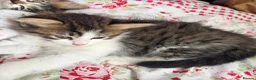 Mixed Breed cats for sale: 4 Long Hair Kittens  - Advert 11