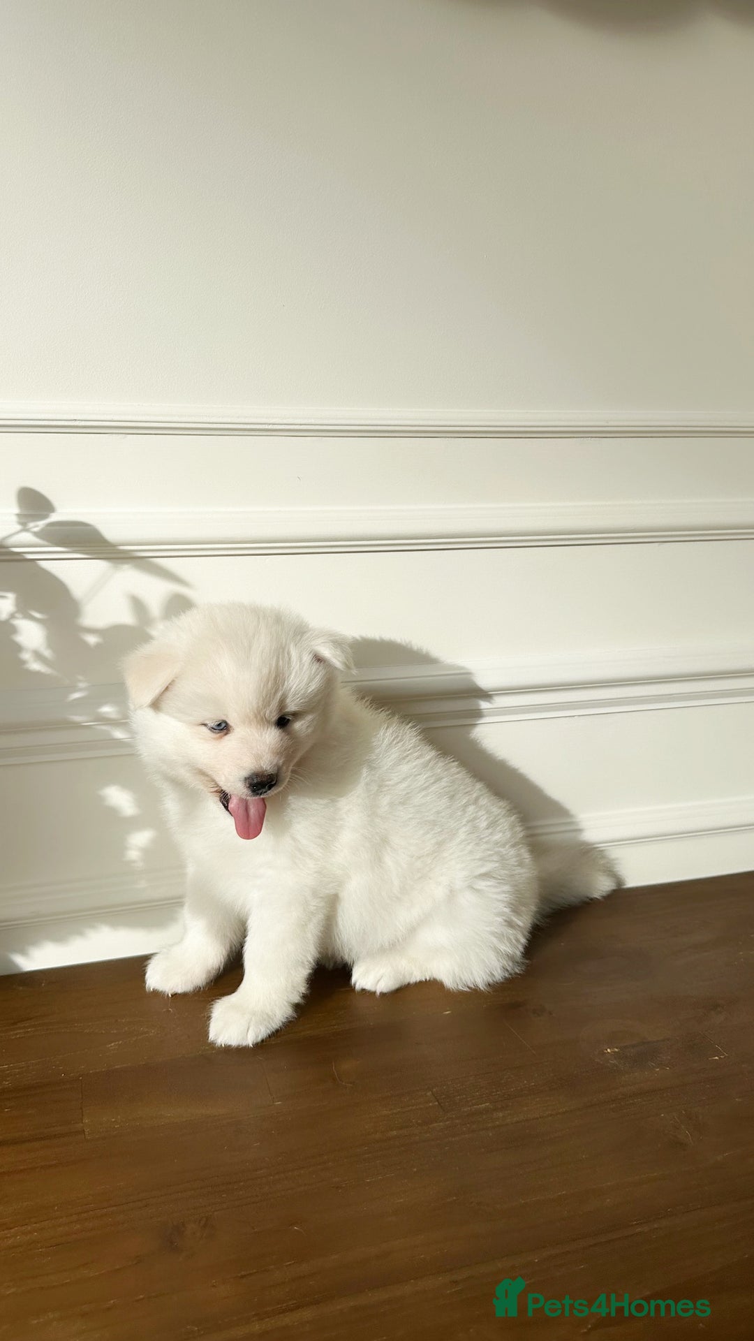 Pomsky dogs for sale: Pomskies Seeking Their Forever Home - ONLY 1 Left - Advert 23