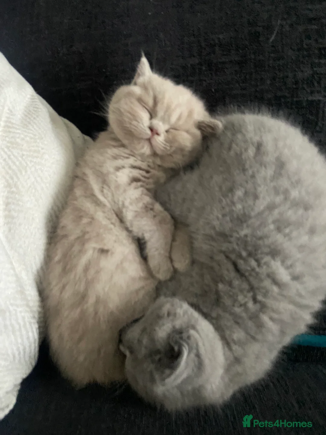 British Shorthair cats for sale: British shorthair  - Advert 6