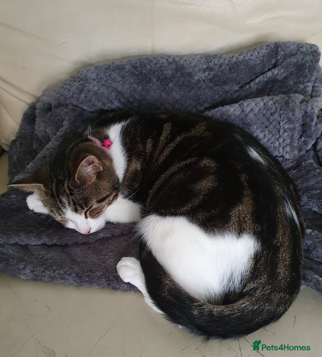 Mixed Breed cats for sale: Beautiful affectionate 4 year old female cat - Image 1