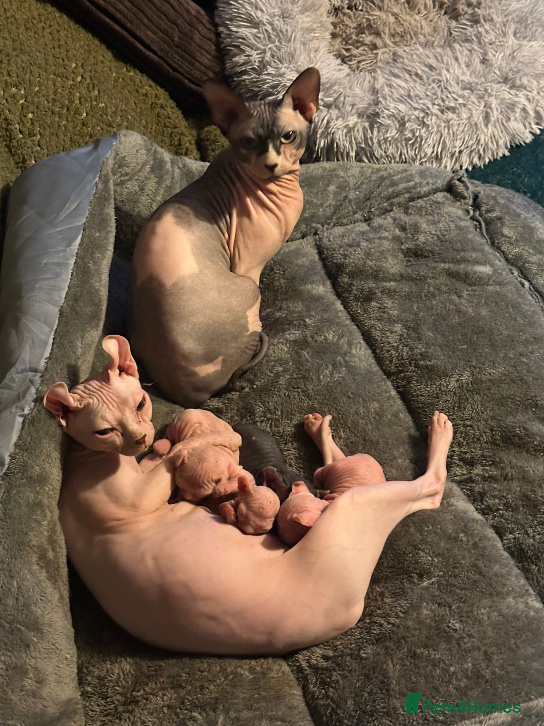 Sphynx cats for sale: ✨ Adorable Elf Sphynx Kittens ✨ - Image 4
