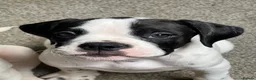 Alapaha Blue Blood Bulldog dogs for sale: 9wk old male puppy. in Lochgelly - Advert 7