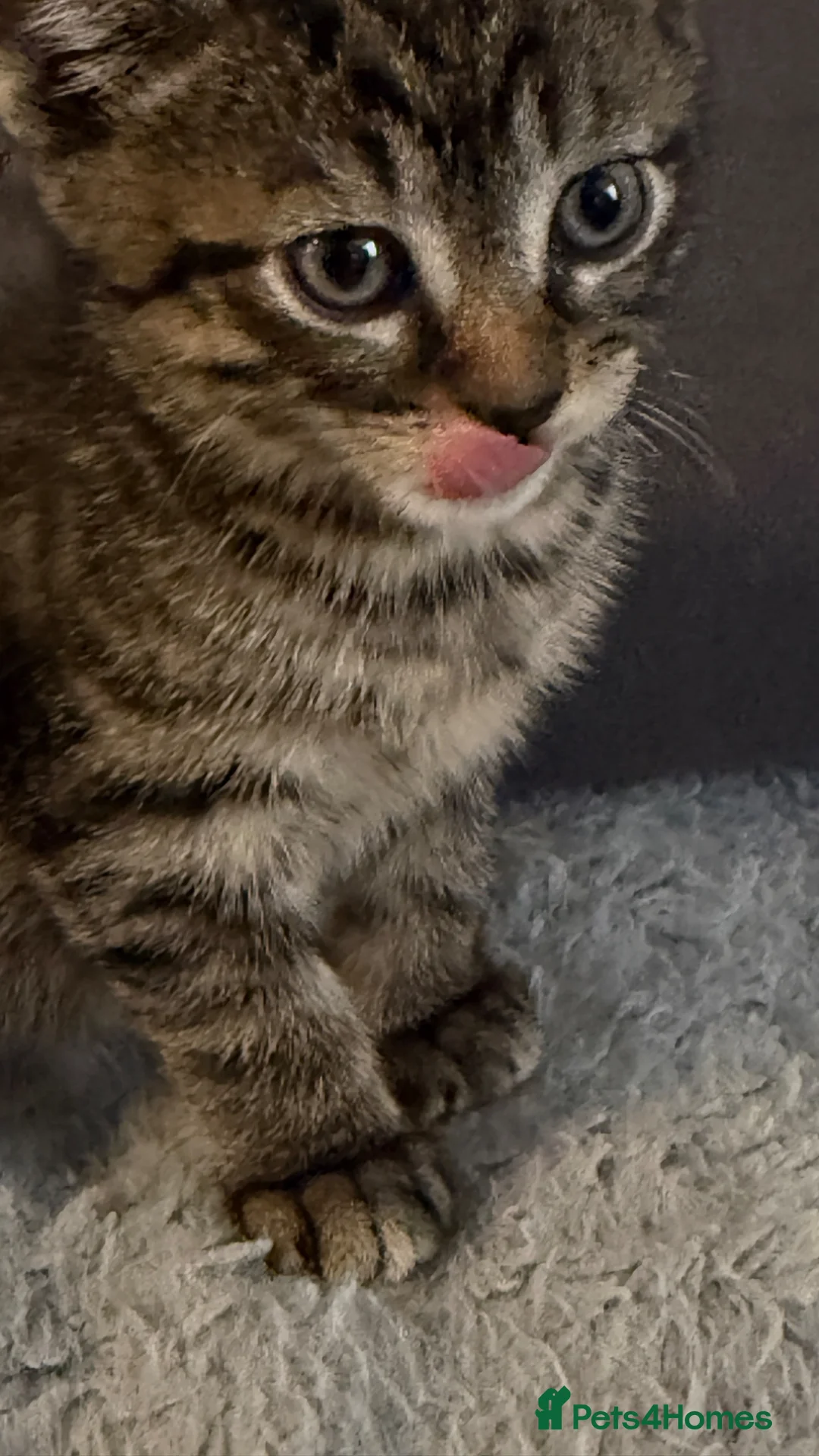 Mixed Breed cats for sale: Adorable Tabby Kitten Looking For A Loving Home in Enfield - Advert 5