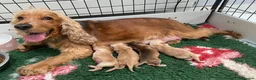 Cocker Spaniel dogs for sale: KC Reg Show Type Cocker Spaniel  - Advert 10