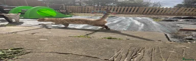 Rogue Bengal - Snow Sepia