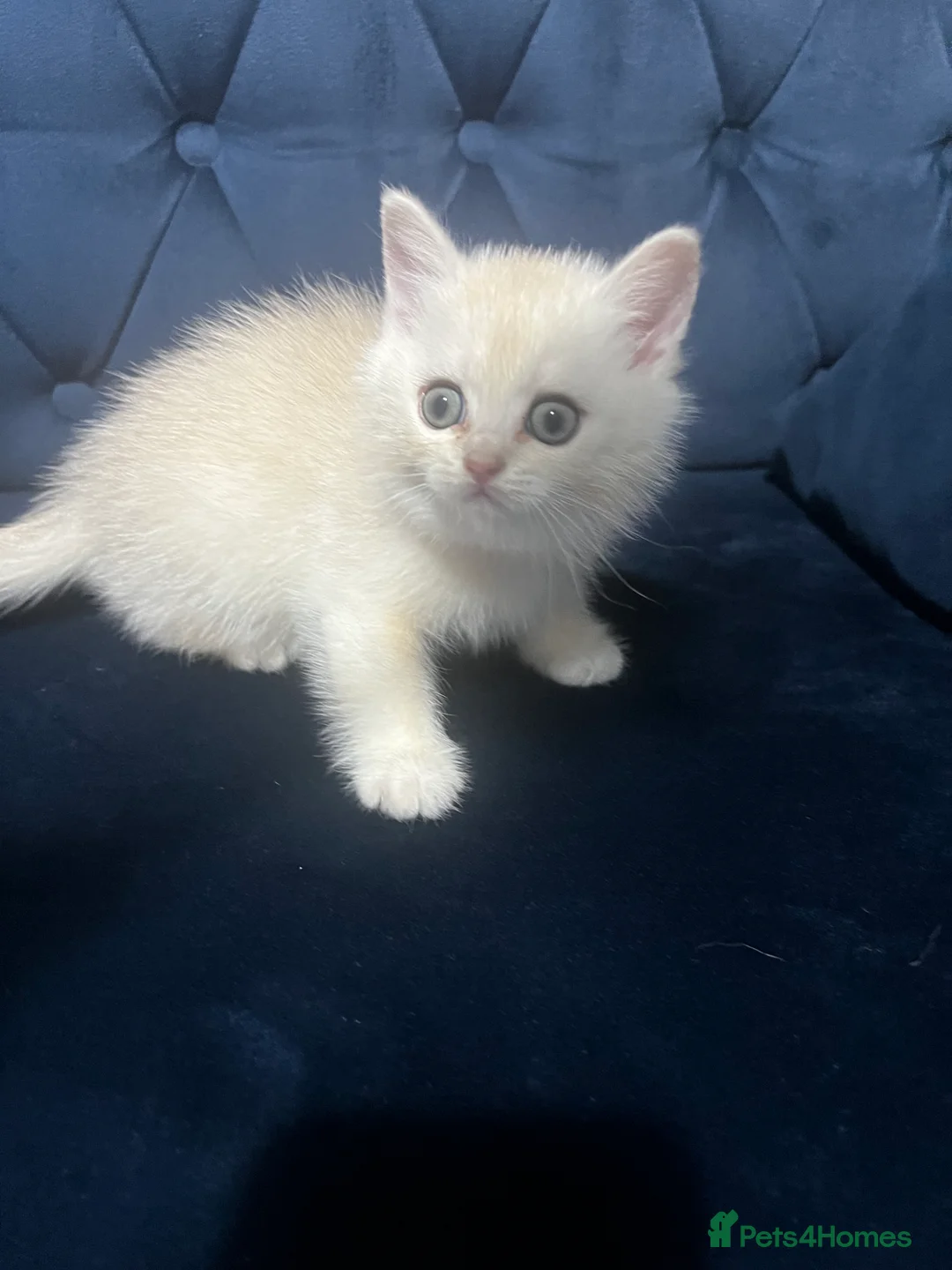 British Shorthair cats for sale: British shorthair type kittens - Advert 15