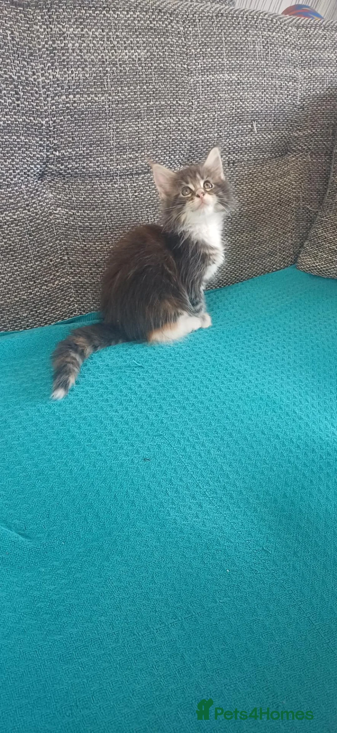 Maine Coon cats for sale: 4 maine coon for sale - Advert 22