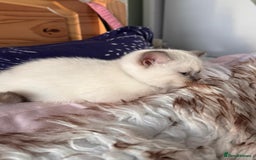 British Shorthair cats for sale: All have an new home  ❤️‍🔥💝  - Image 11