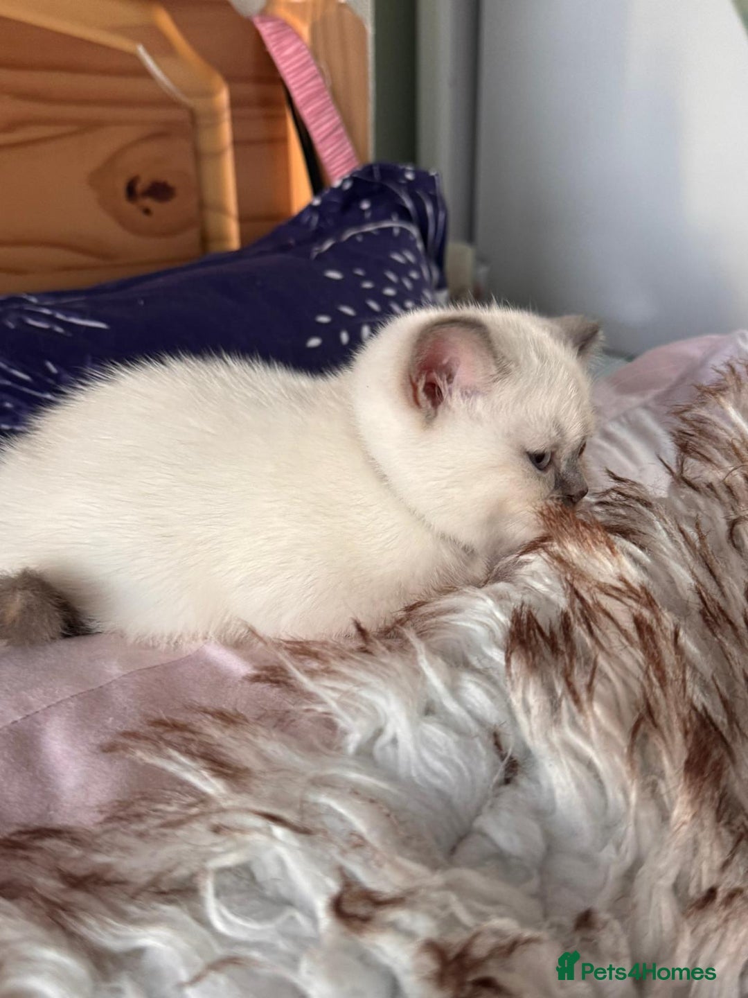 British Shorthair cats for sale: All have an new home  ❤️‍🔥💝  - Image 11