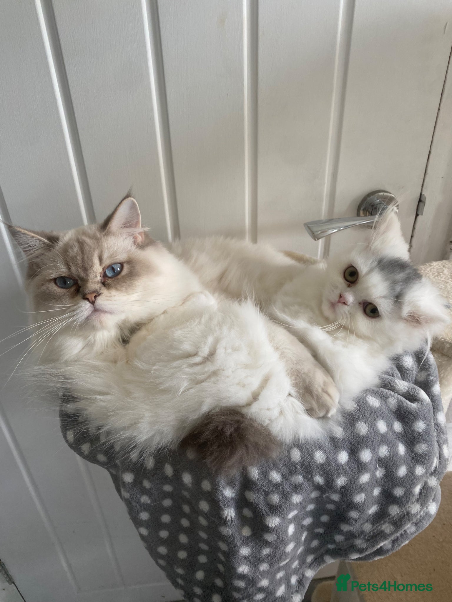 Mixed Breed cats 🐾 Adorable Kittens Looking for Loving Homes 🐾 - Advert 5