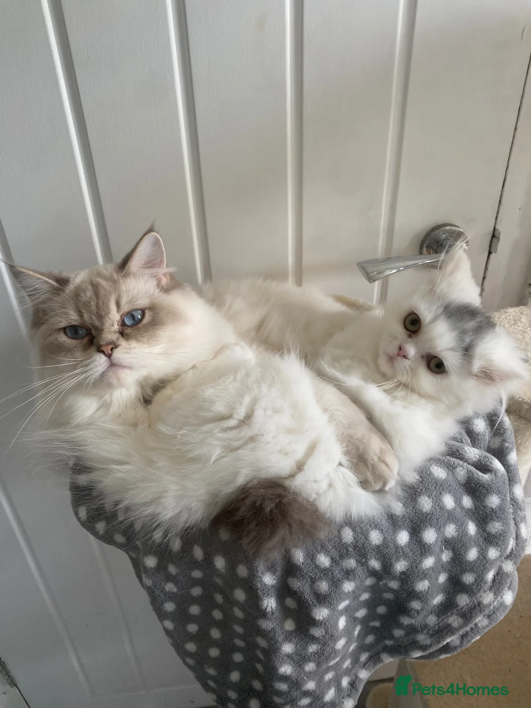 Mixed Breed cats for sale: 🐾 Kittens 4 Loving Home, as pair or individual 🐾 - Advert 1