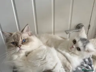 Mixed Breed cats 🐾 Adorable Kittens Looking for Loving Homes 🐾 - Advert 14