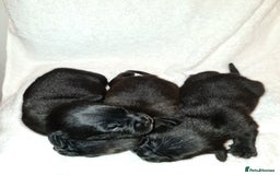 Staffordshire Bull Terrier dogs for sale: Adorable champion bred black staffys puppy's  - Image 2